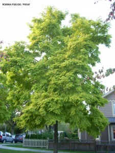 Robinia pseudoacacia 'Frisia' 2